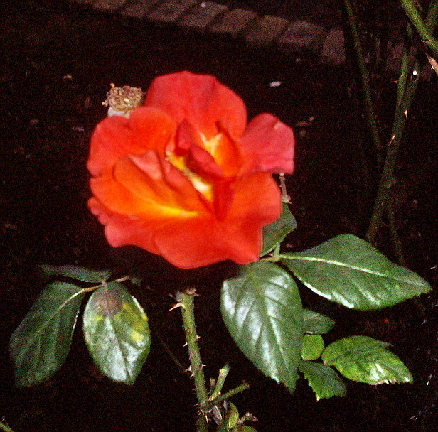 c0138198_1353176.jpg