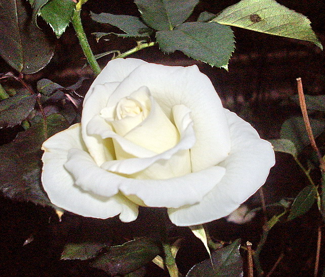 c0138198_13535987.jpg
