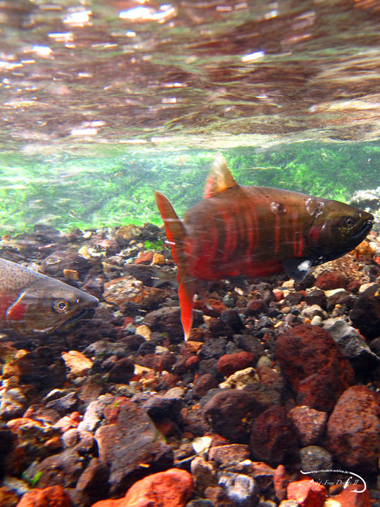 f0085599_2040931.jpg