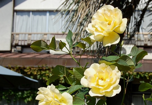 c0097309_12261612.jpg