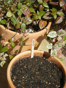 c0145209_15433160.jpg