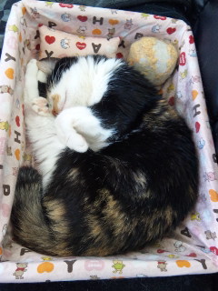 c0201113_23273278.jpg