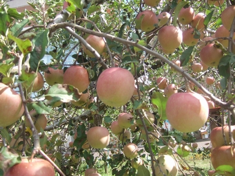 b0001326_1527424.jpg