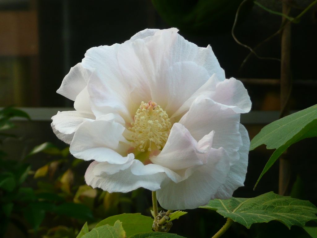 e0033229_21133630.jpg