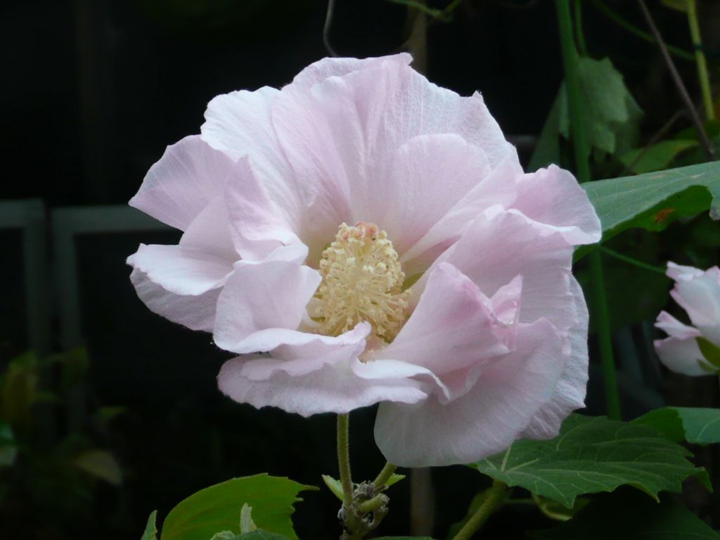 e0033229_21145146.jpg