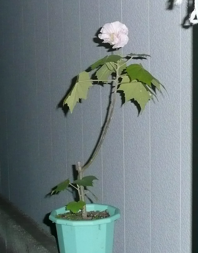 e0033229_21191067.jpg