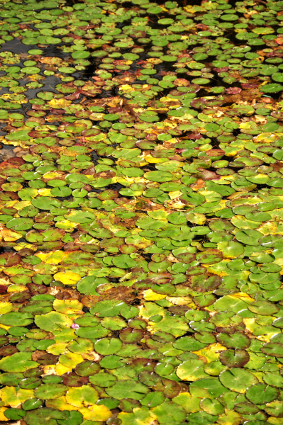 c0133533_11391419.jpg