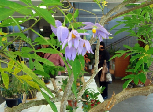 d0037233_1545185.jpg