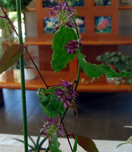 d0037233_15553221.jpg