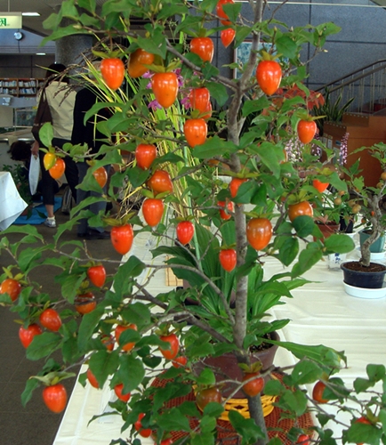 d0037233_15561680.jpg