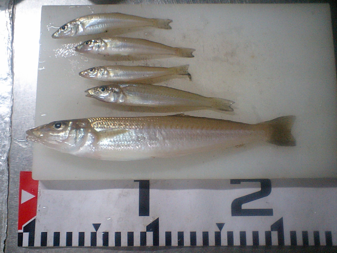 a0083638_225688.jpg