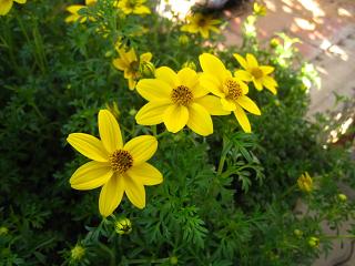 a0132041_815514.jpg