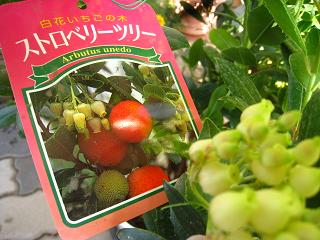 a0132041_824329.jpg