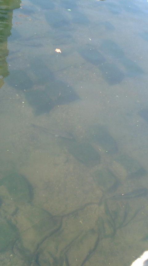 f0150151_7305674.jpg