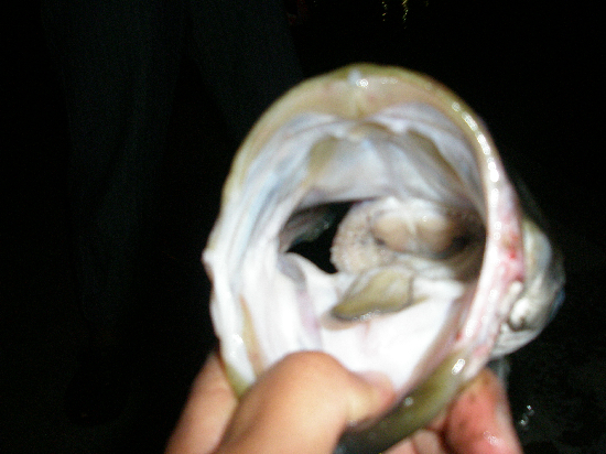 f0150151_7311037.jpg
