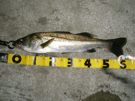 f0150151_731532.jpg