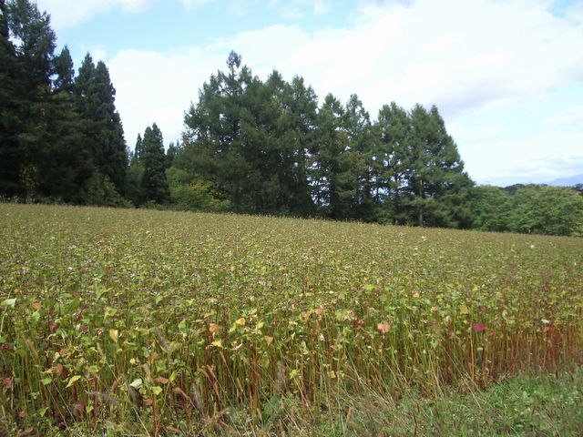 c0144683_1693541.jpg