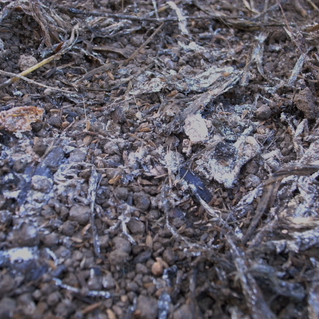 f0070493_11175662.jpg