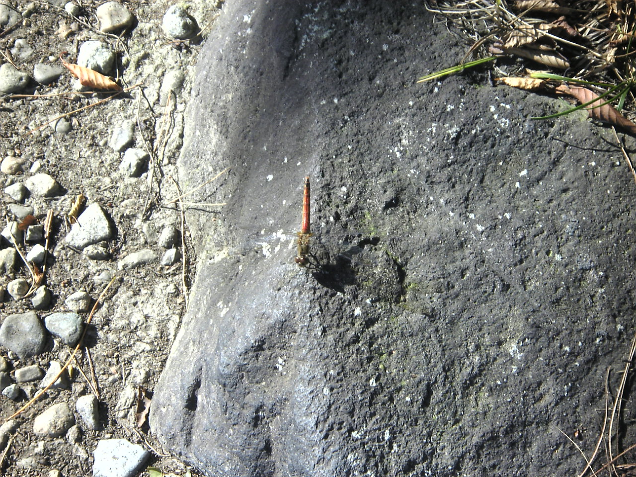 d0149306_21565999.jpg