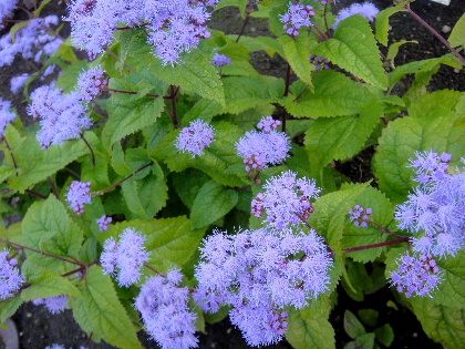 f0041606_20234441.jpg