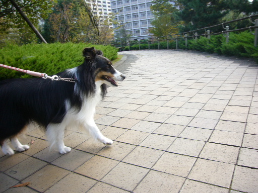 e0130008_20503788.jpg