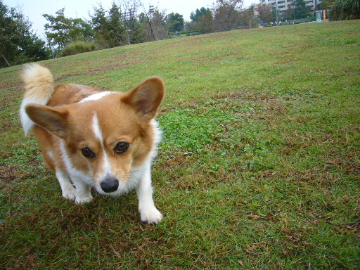 e0130008_20535893.jpg