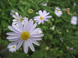 f0139520_15435778.jpg