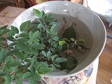 f0139520_15534228.jpg