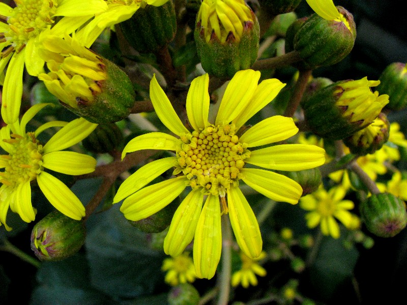 a0004023_1975866.jpg