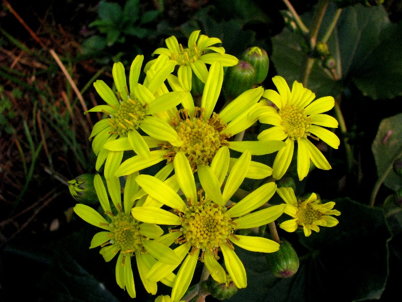 a0004023_1983216.jpg