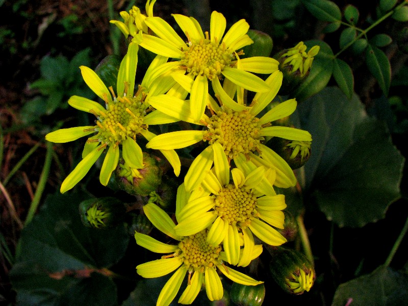 a0004023_199735.jpg