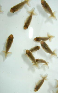 c0020725_20261561.jpg