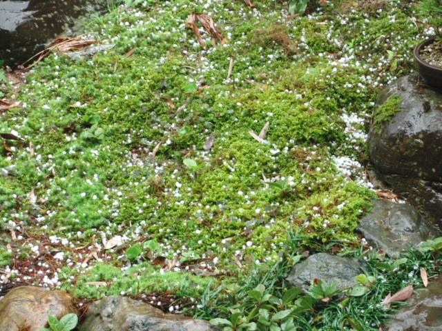 f0111128_23165555.jpg