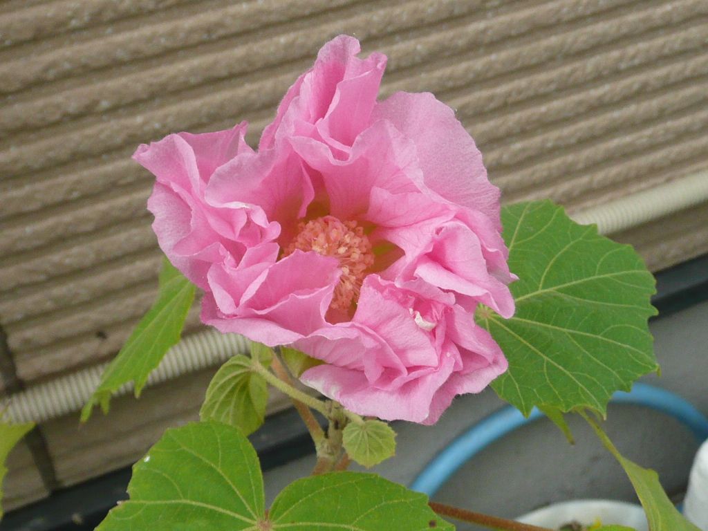 e0033229_71068.jpg