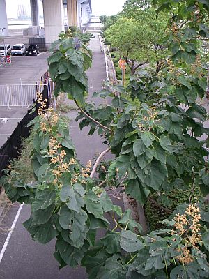 e0143671_16113732.jpg