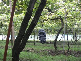 c0187298_22535631.jpg