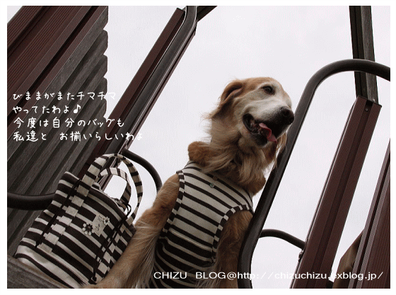 c0017311_13471139.gif