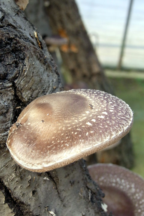 e0083517_292350.jpg
