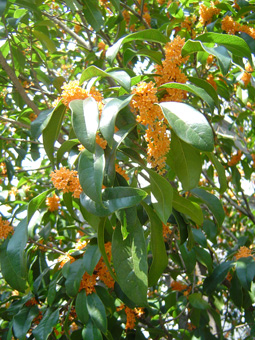 c0135618_1857489.jpg
