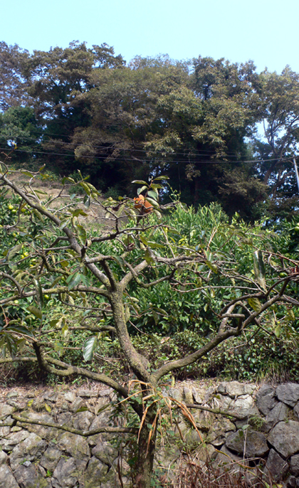 f0060424_13431025.jpg