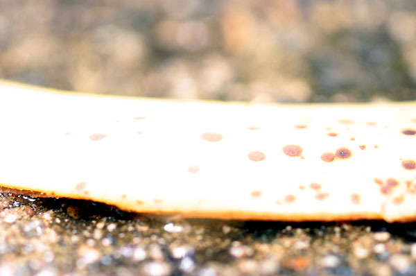 b0044726_96083.jpg