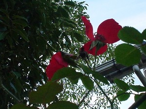 d0004627_2159864.jpg