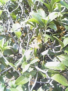 f0028132_1182391.jpg