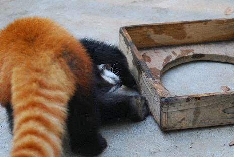 f0014748_2591911.gif