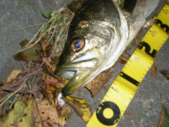 f0150151_22171774.jpg