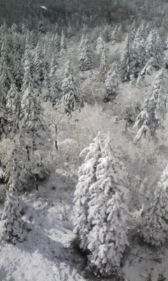 e0172872_7404129.jpg