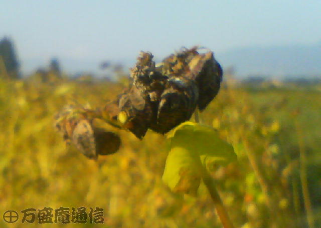 b0172209_917298.jpg