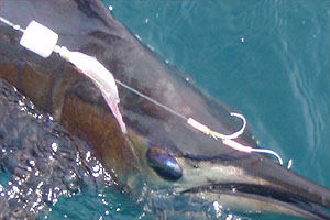 a0050227_23445044.jpg