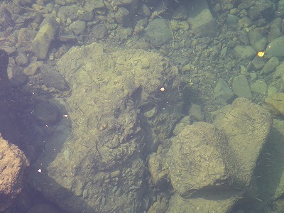 d0137029_2204349.jpg