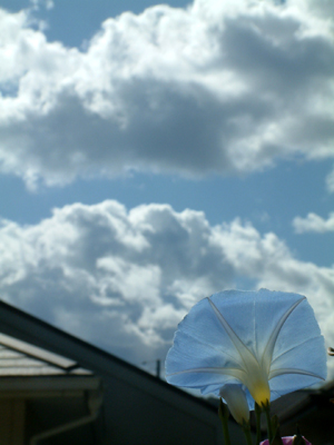 c0050264_11514384.jpg